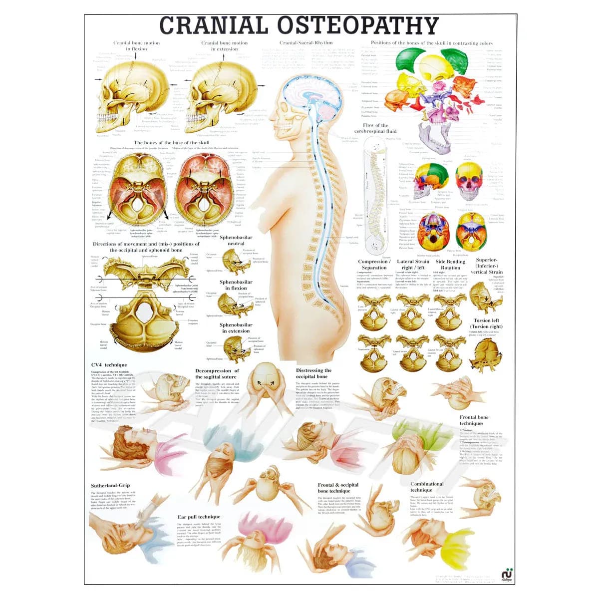 Osteopathy Assessment and Treatment - 60 minutes  - Image 2